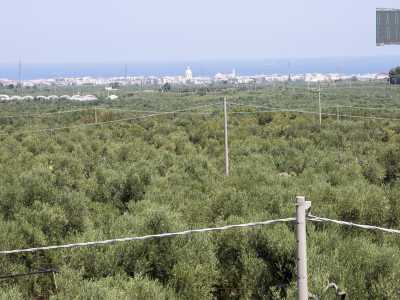 ...dal quale ammiriamo un panorama stupendo: la vista � dominata in tutte le direzioni da sterminate distese di ulivi. Volgendo lo sguardo verso il mare si nota Giovinazzo, "segnalata" dall'inconfondibile cupola della sua cattedrale